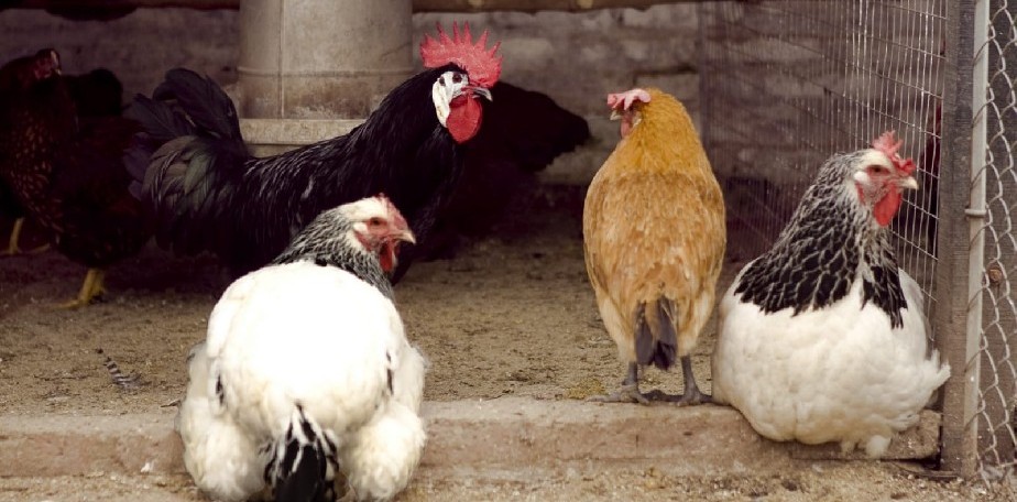 Salud brinda recomendaciones por influenza aviar