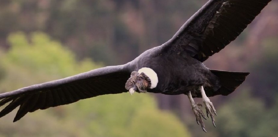 Da Mundial de las Aves: El Cndor andino y el Cardenal amarillo, Monumentos Naturales de Ro Negro