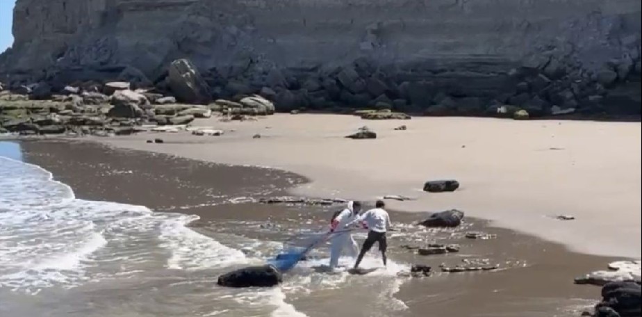 Retiraron un anzuelo a un Lobo marino: piden responsabilidad con los residuos de pesca