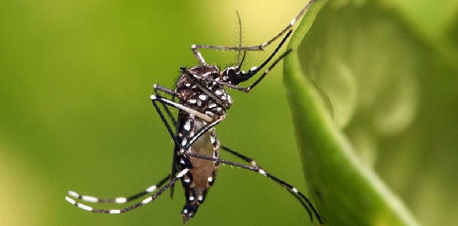 Dengue: Salud refuerza medidas de prevencin y control del mosquito vector